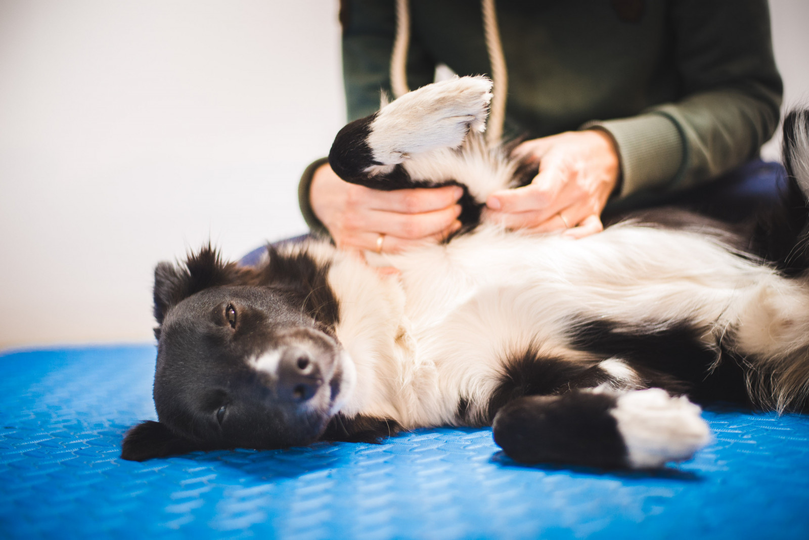 Collie receiving physiotherapy