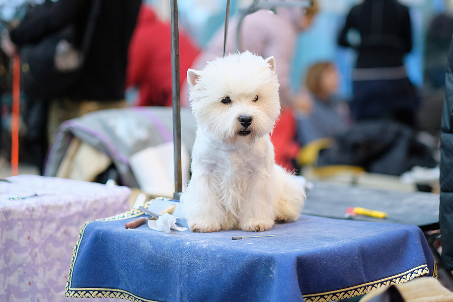 crufts West-Highland-White-Terrier grooming session