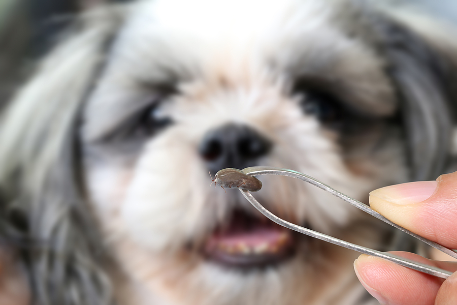 dog haircuts - dog with tick