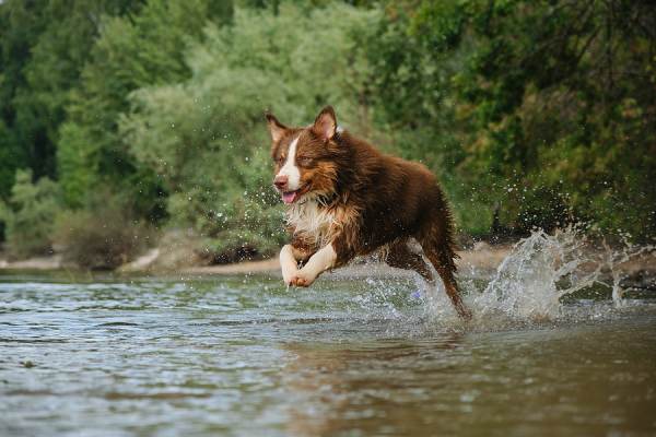 dog swimming - dog grooming