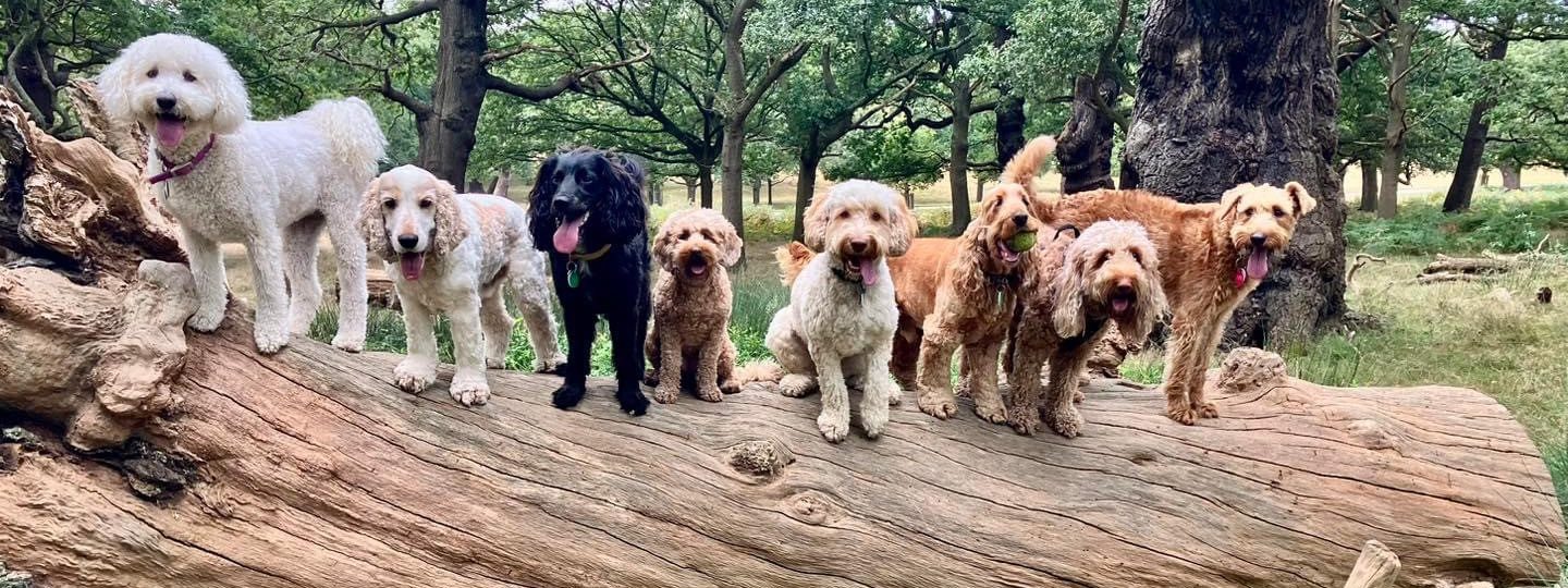 Daycare dogs standing along a fallen tree in the park
