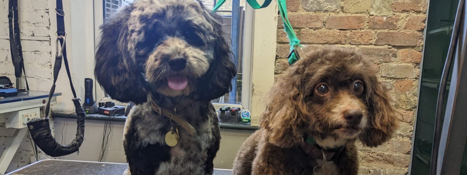 Two freshly groomed doodles sitting on the grooming table