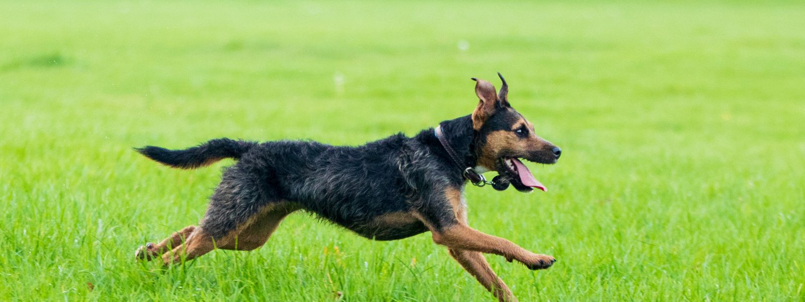 Small black and tan dog running across a grassy field