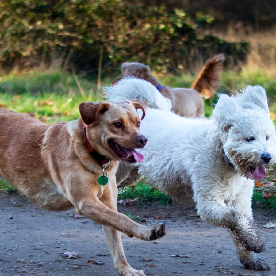 Two dogs running together along a park path