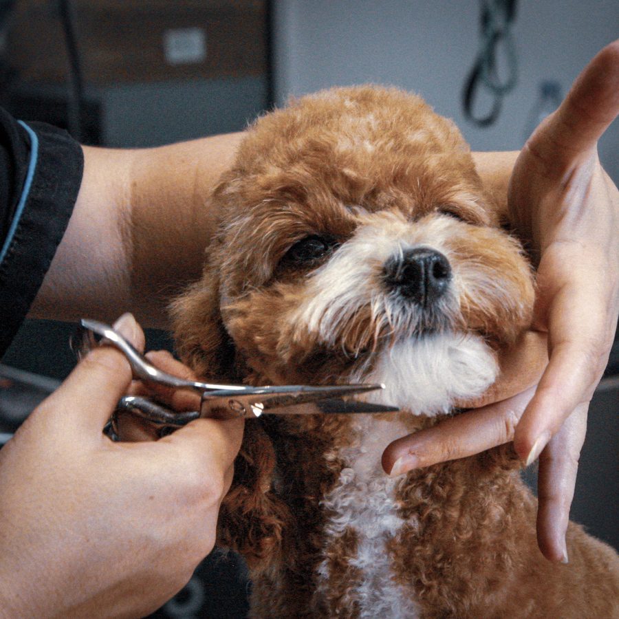Groomer trimming a red poodle cross's face with scissors