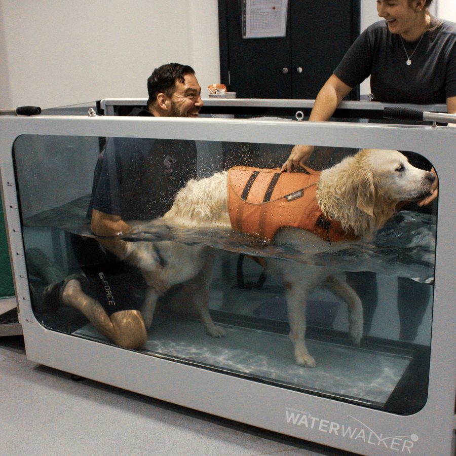 Golden retriever walking on the underwater treadmill with two therapists