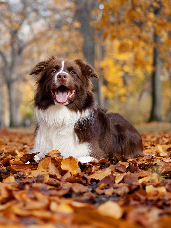 Brown and white collie lying in autumn leaves in the park