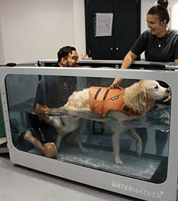 Dog Hydrotherapy &amp; Dog Physiotherapy In Chiswick And Sheen 2