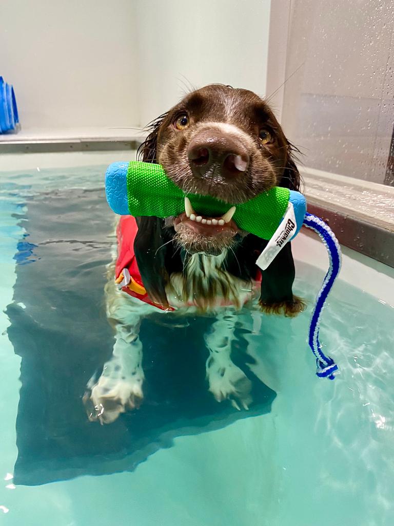 Dog Hydrotherapy &amp; Dog Physiotherapy In Chiswick And Sheen 3