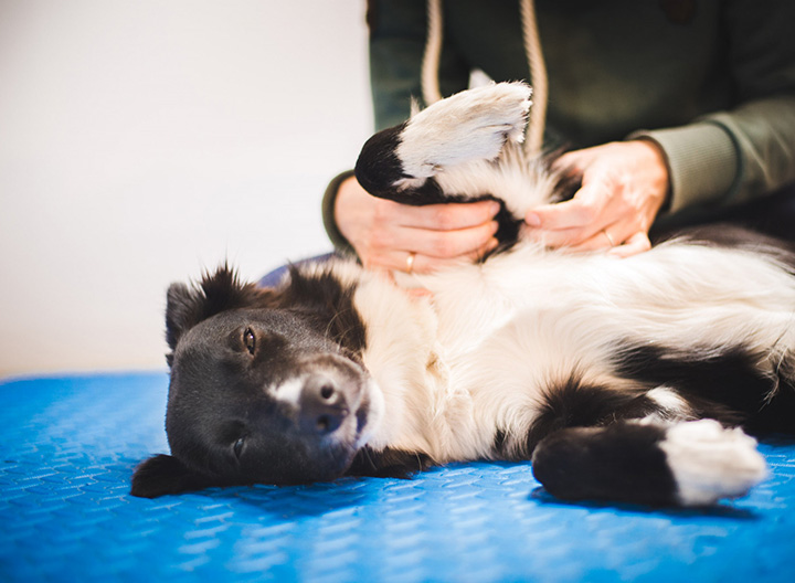 Dog Physiotherapy