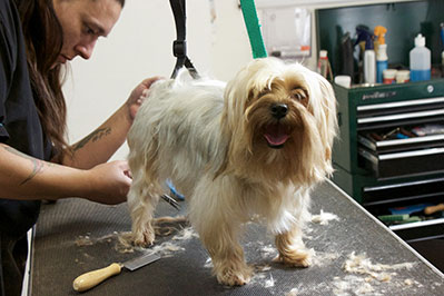 Professional & Qualified Team Of Pet Groomers & Hydrotherapists