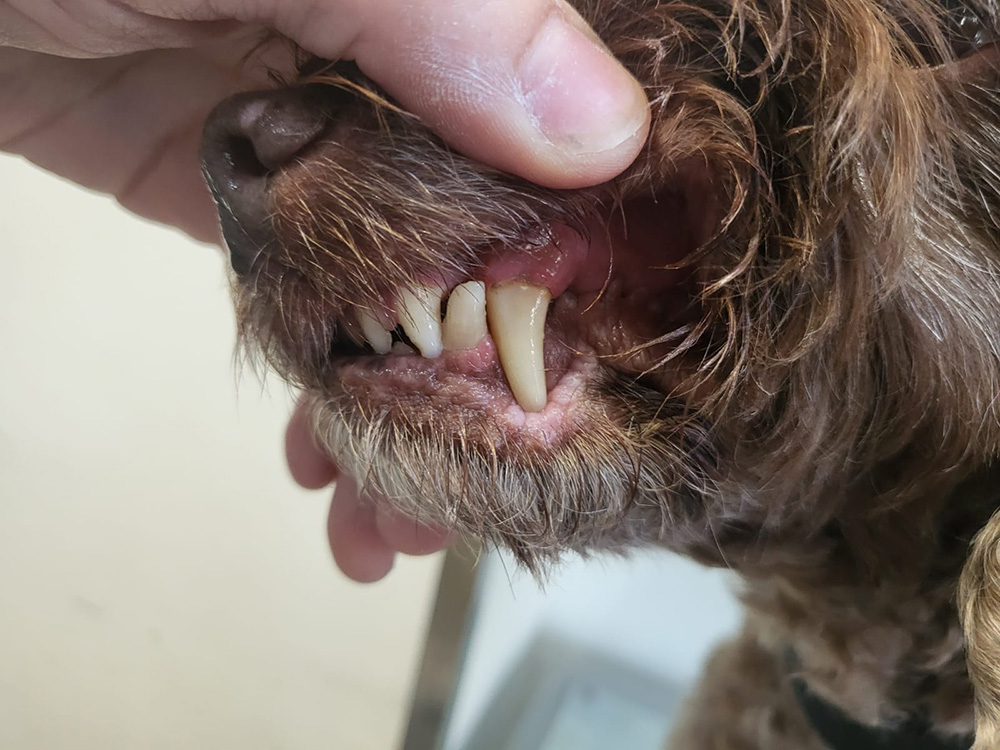 After Teeth Cleaning